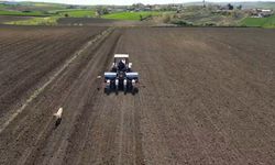 Tekirdağ'da ayçiçeği ekimi