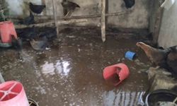 Tercan'da kümesi su bastı, civcivler telef oldu