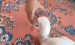 Yaralı leyleğe sahip çıktı