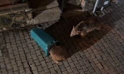Yiyecek arayan ayı ve yavruları görüntülendi