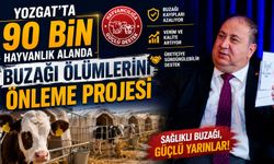 Yozgat'ta 90 Bin Hayvanlık Alanda Buzağı Ölümlerini Önleme Projesi