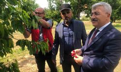Akşehir Kirazı'nın geleceği sahada değerlendirildi