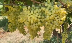 Alaşehir'de çiftçilere son uyarı