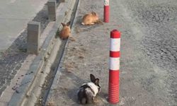 Atakum sahilinde tavşanlar dikkat çekti