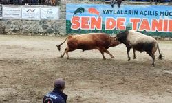 Ayder'de boğa güreşleri heyecanı yaşandı