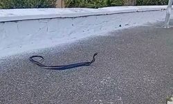 Bozdoğan'da yılanların çiftleşme dansı kamerada