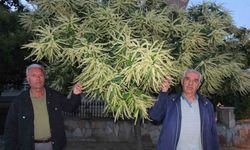 Burhaniye'de kestane ağaçları çiçek açtı