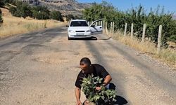 Çermik'te oluşan çukurlara ağaç dikerek yolların yapılmamasını protesto ettiler