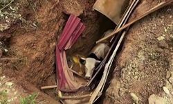 Definecilerin kazdığı çukura düşen büyükbaş hayvan operasyonla kurtarıldı