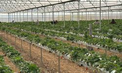 DOĞAKA'nın desteklediği projede çilekler hasat edilmeye başlandı