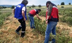 Domaniç'te aronya üretimine yönelik teknik çalışmalar sürüyor