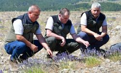 Edremit'te eski maden sahası lavanta kokulu bal ormanına dönüştü