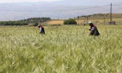 Elazığ'da süne sürveyi ve CBS çalışmaları sahada değerlendirildi
