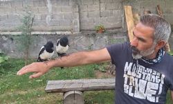 Erzincan'da ağaçtan düşen yavru kuşları sahiplenerek doğaya kazandırıyor