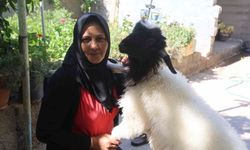 Evladını lösemiden kaybeden anne, teselliyi peşinden ayrılmayan kuzuda buldu