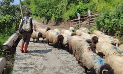 Giresun'da yayla göçü başladı