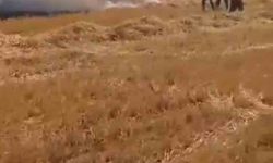 Harran'da yüzlerce dönümlük ekili arazi yandı