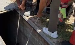Havalandırma boşluğuna düşen eşek kurtarıldı