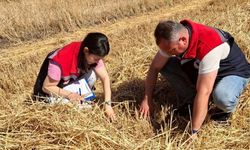 Hayrabolu'da biçerdöver denetimleri sürüyor