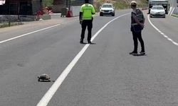 Hınıs'ta yürekleri ısıtan görüntü: Polis memuru kaplumbağa için trafiği durdurdu