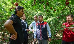 Honaz'da kiraz hasadı başladı