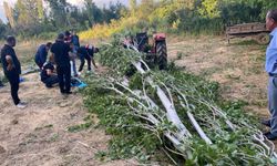 Isparta'da kestiği ağacın altında kalan adam hayatını kaybetti