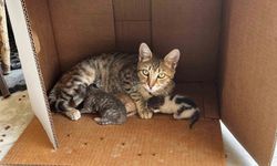 İşyerinde doğan kedi yavrularına esnaf sahip çıktı