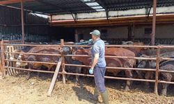 İthal besi hayvanlara yönelik denetim