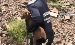 JAK dalgıçları sarp yamaçta mahsur kalan yavru keçiyi kurtardı