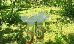 Kahverengi kokarca ile mücadelede 11 bin samuray arıcığı salındı