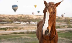 Kapadokya'da 'güzel atlar' görücüye çıkacak