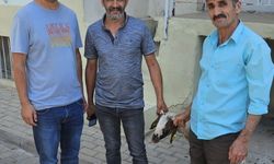 Kapılara toslayan kuzunun sahibi küpesinden bulundu