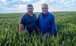Karapınar'da arpa ve buğday tarlalarında yatma problemi