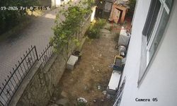 Karganın yumurta hırsızlığı kameraya yansıdı