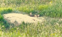 Kars'ta meraklı tilki yavruları kamerada