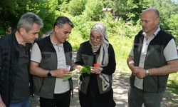 Kestane ormanlarını korumak için 5 bin samuray arısı doğaya salındı