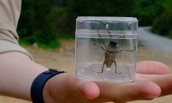 Kuzuyayla'da doğa adım adım tarandı