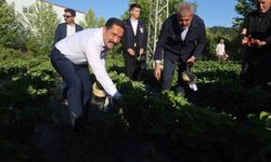 Lezzetiyle damaklarda tat bırakan çilekte 10 bin 900 ton rekolte bekleniyor