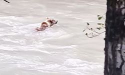 Munzur Nehri'ni geçmeye çalışan ayının mücadelesi kamerada