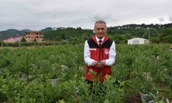 Ordu'da maviyemiş hasadı başladı