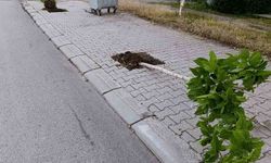 Patnos'ta yeni dikilen 15 ağaca zarar verildi