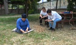 Pirinç sapı, tescilli Bafra zembiline can verdi