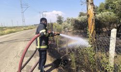 Reyhanlı'da zeytinlik alandan alevler yükseldi