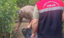 Samsun'da fidancılık işletmeleri mercek altında