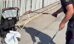 Şanlıurfa'da ağaçtan bebek arabasına yılan düştü