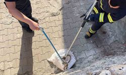 Siirt'te 1 buçuk metrelik yılan evin bahçesinden çıktı