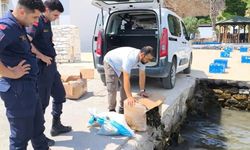 Söke'de kaçak su ürünleri nakline geçit verilmedi
