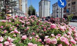 Talas'ta çiçek yılında sahne güllerin