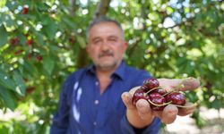 Tescilli Tokat kirazında hasat mesaisi başladı