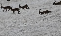 Tunceli'de dağ keçileri ve ayılar aynı bölgede görüntülendi